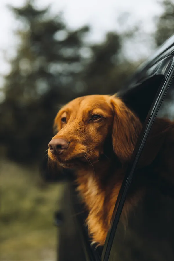 perro