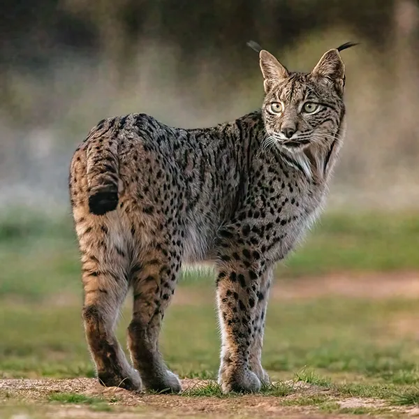 lince ibérico