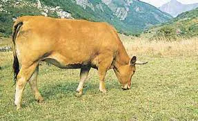 GANADERIA EXTENSIVA