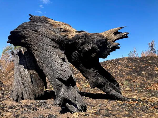 ‘Pareidolia Devastación’, imagen de Isabel Turrado Almanza, ganadora en la categoría 'Después'.