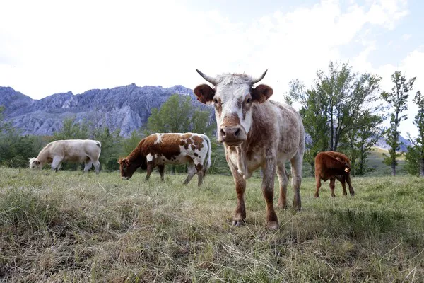 VACAS EN LA MONTAÑA