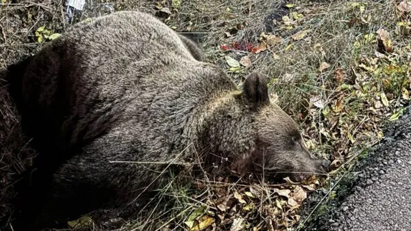 OSA ATROPELLADA EN EL RABANAL