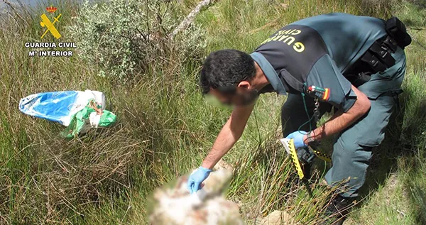UN AGENTE DE LA GUARDIA CIVIL ENCUENTRA LOS CACHORROS