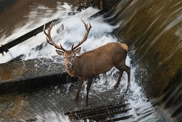 ANIMAL ATRAPADO EN UN CANAL