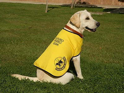 PERRO GUIA DE LA ONCE