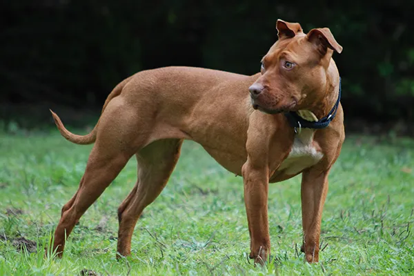 PITBULL