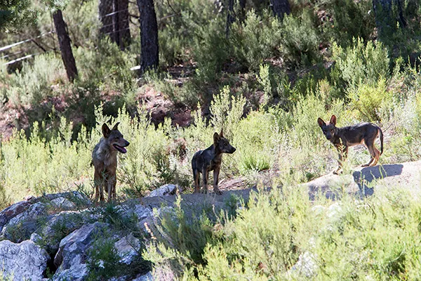 EJEMPLARES DE LOBO EN EL CENTRO DEL LOBO IBERICO DE CYL