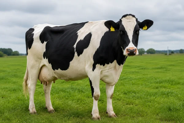 VACA FRISONA