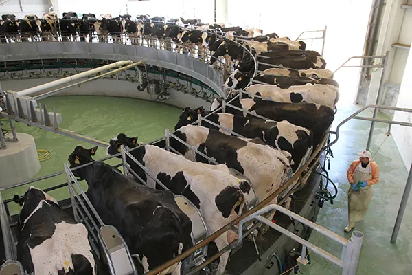 EXPLOTACION DE GANADO VACUNO