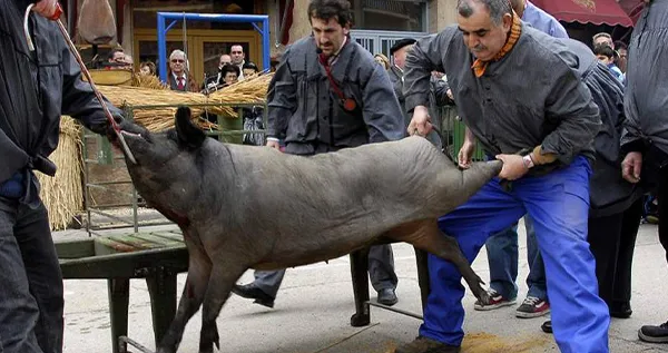MATANZA JUNTA