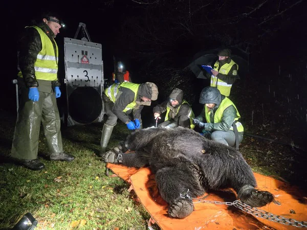 Captura+oso_Alto+Sil (1)