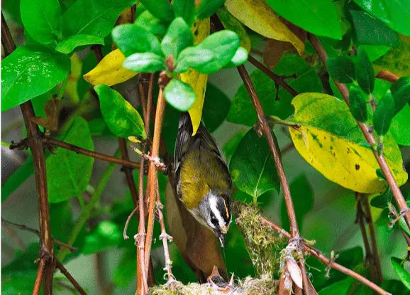 JORNADAS VERANO ANILLO VERDE