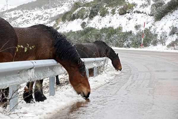 CABALLOS ATRAIDOS POR EL FUNDENTE ARROJADO EN LAS CARRETERAS