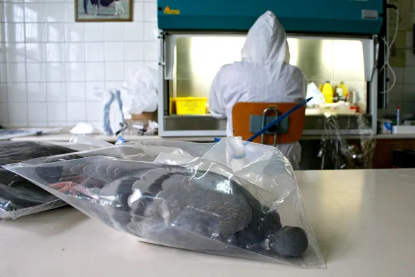 EXAMEN DE AVES PARA LA DETECCION DE LA GRIPE AVIAR