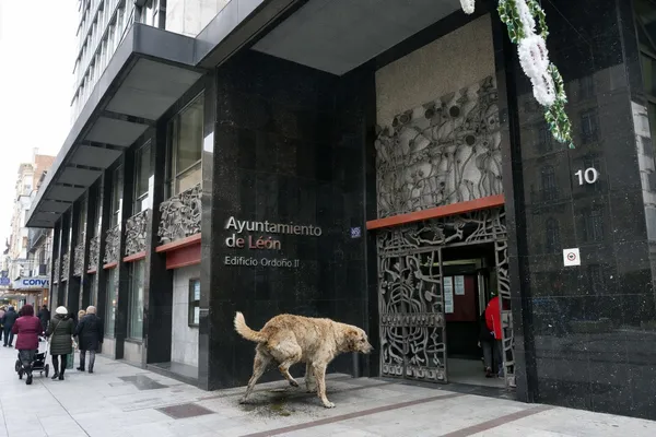 PERRO MEANDO EN LA PUERTA DEL AYUNTAMIENTO DE LEON