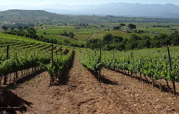 VIÑAS CASAR DE BURBIA