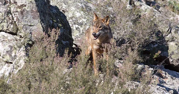 LOBO IBERICO