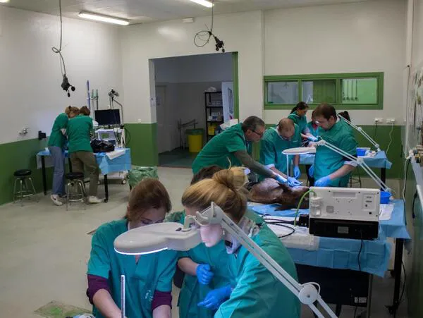 CIRUGIAS EQUINAS EN LA FACULTAD DE VETERINARIA DE LEON