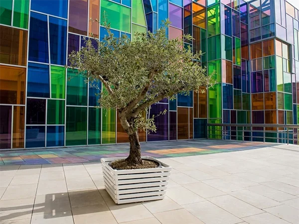 ARBOL DE LOS DESEOS EN EL MUSAC