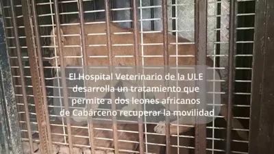 LEONES CABARCENO ULE2