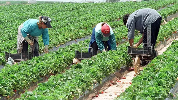 INMIGRANTES TRABAJANDO EN LA FRESA