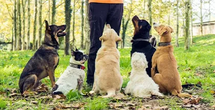 AUXILIAR VETERINARIO