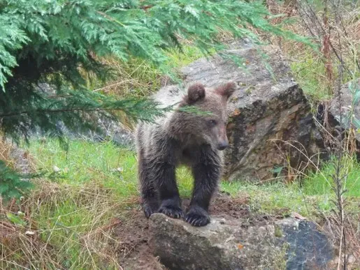 EL OSEZNO EN EL CENTRO DE RECUPERACION DE VALSEMANA