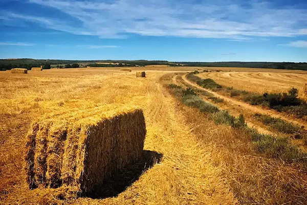 MIGUEL-BLANCO-FERNANDEZ-ALPACAS-EN-EL-CAMINO