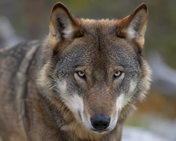 LOBO IBERICO