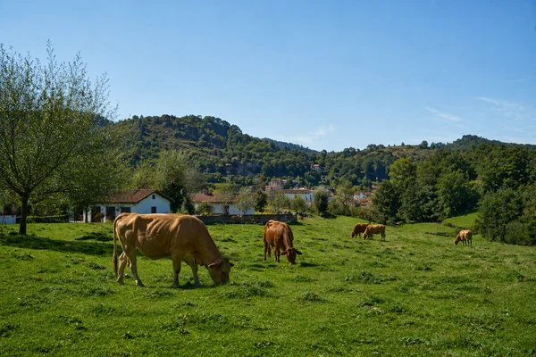 VACAS PASTANDO (1)