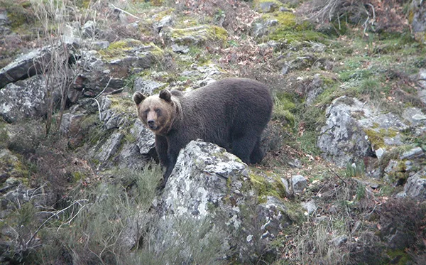 Oso cantábrico - Foto Fundación Oso Pardo