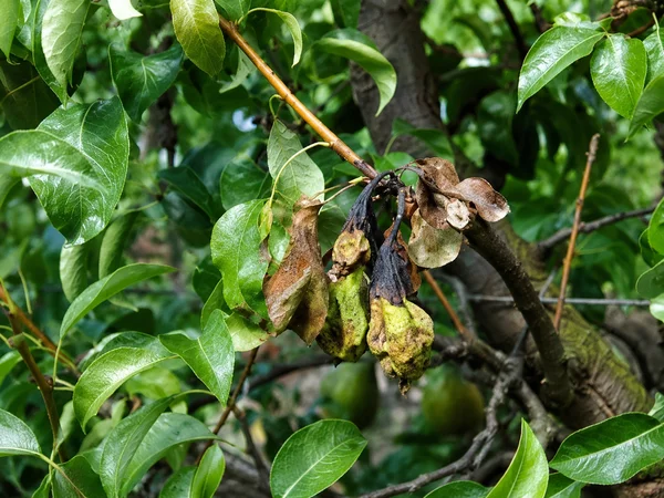 FUEGO BACTERIANO