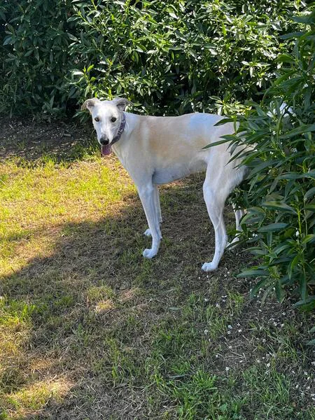 GALGA