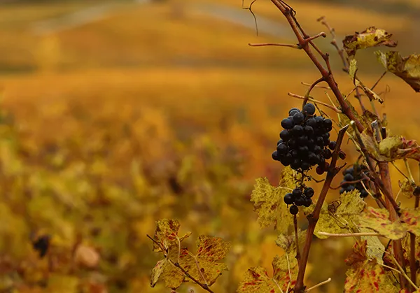 OTOÑO EN LA DENOMINACION DE ORIGEN BIERZO