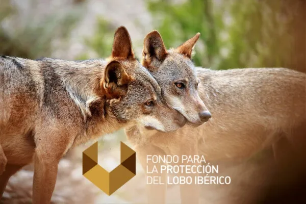 El Fondo para la Protección del Lobo Ibérico