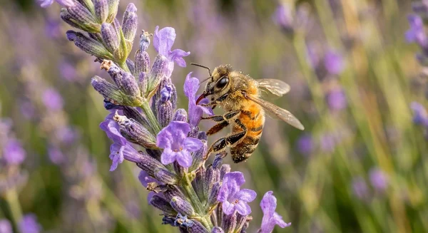 abeja