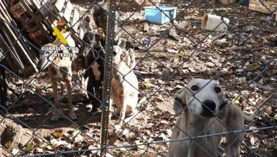 falta de cuidados a perros de un núcleo zoológico en Tierra del Vino