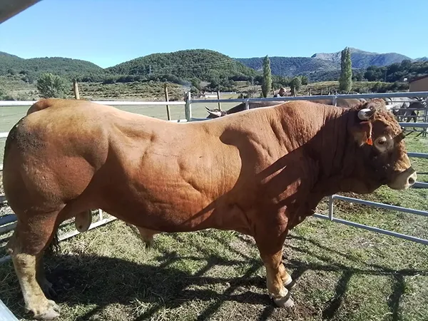 FERIA DE GANADO DE PUEBLA DE LILLO 2024