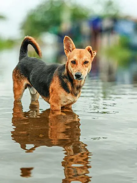 Inundaciones -bithinrajxlr8