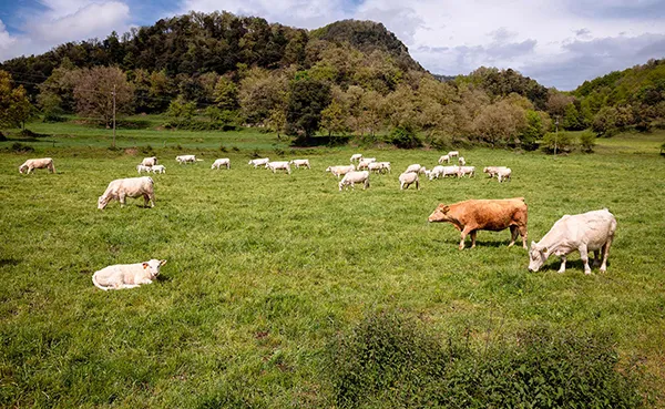 GANADERIA EXTENSIVA
