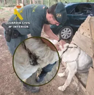 MALTRATO ANIMAL