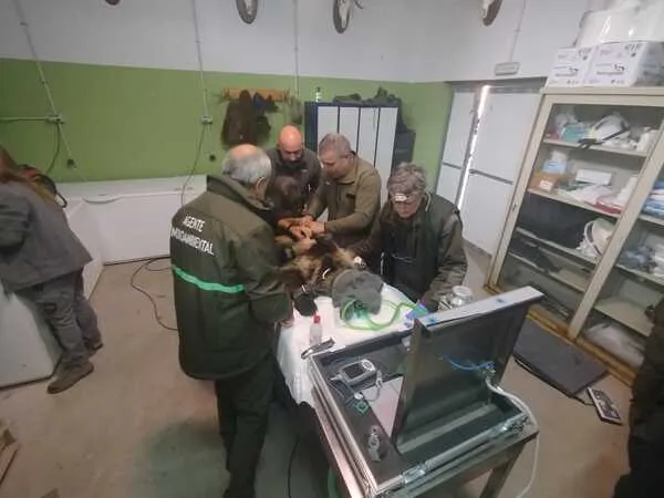 CRIA DE OSO PARDO LIBERADA