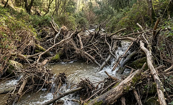 RIERA LLENA DE BROZAS Y RAMAS