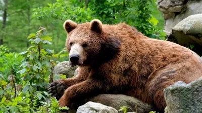 OSO PARDO