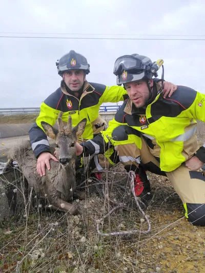 LOS BOMBEROS RESCATAN A UN CORZO QUE HABIA CAIDO EN EL CANAL BAJO DE LOS PAYUELOS