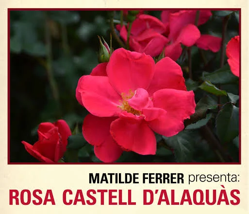 rosa Castell d´Alaquàs