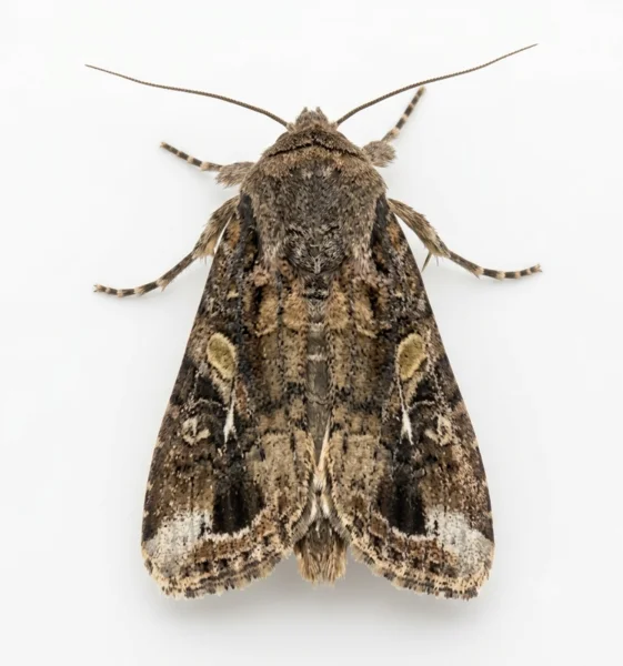 polilla ‘Spodoptera’