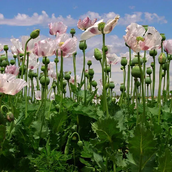 CULTIVO_ADORMIDERA