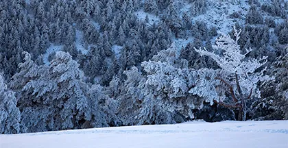 PINOS NEVADOS