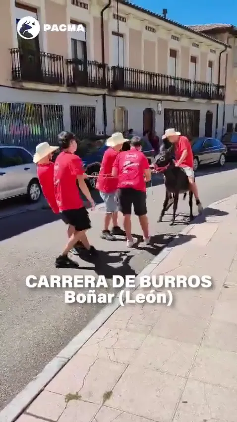 PACMA - CARRERA BURROS EN BOÑAR